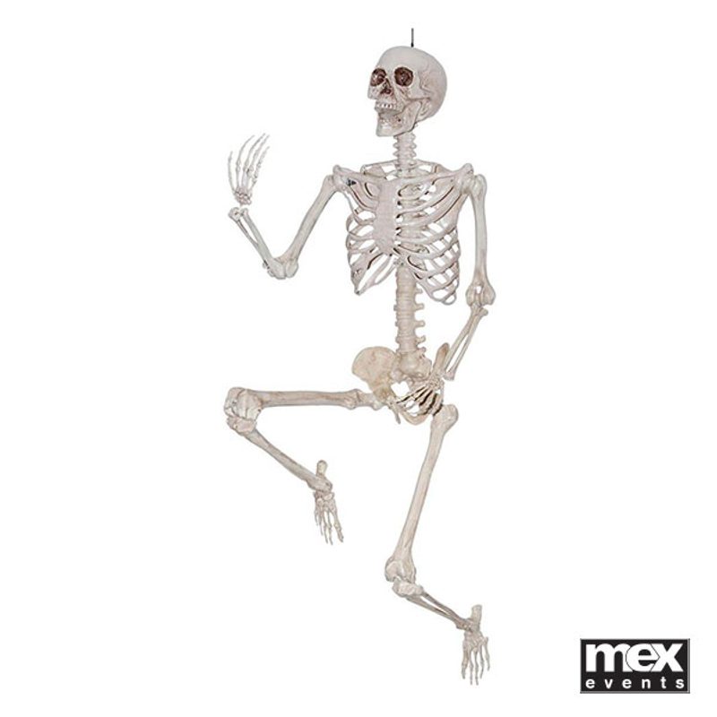 Life Size Skeletons