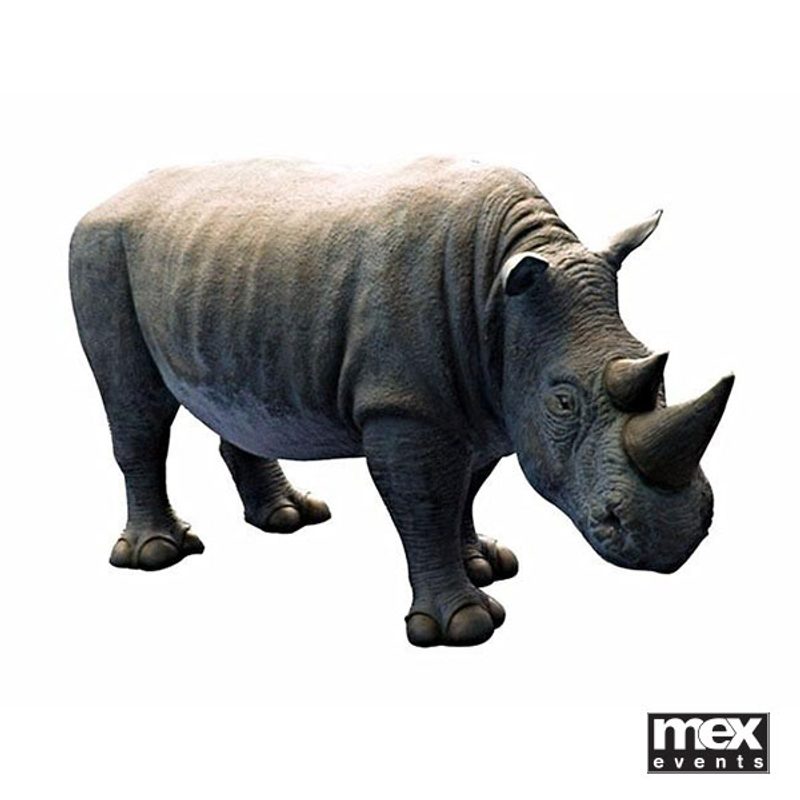 Baby Rhinos