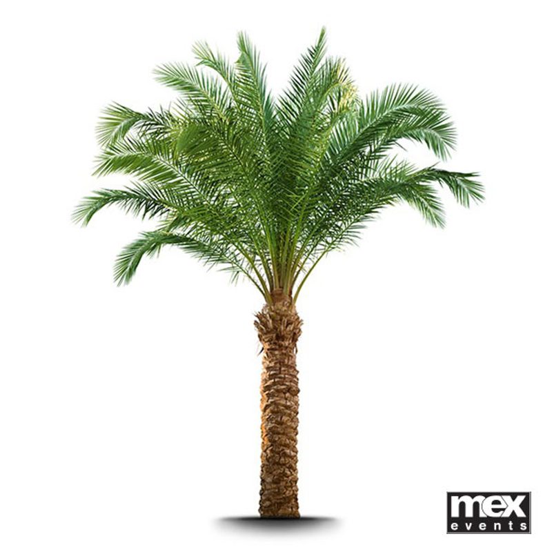 Palm Trees