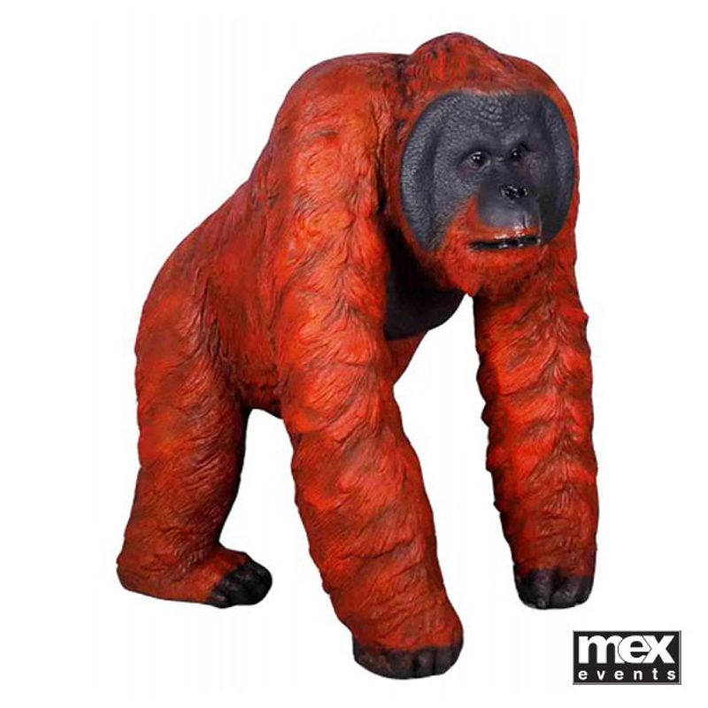 Orangutan