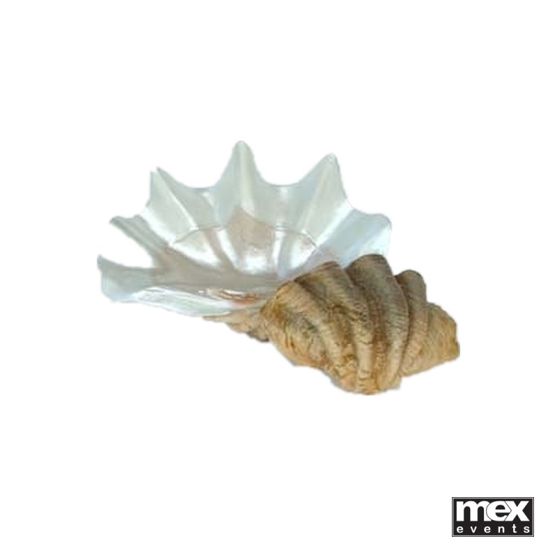 Giant Sea Shells