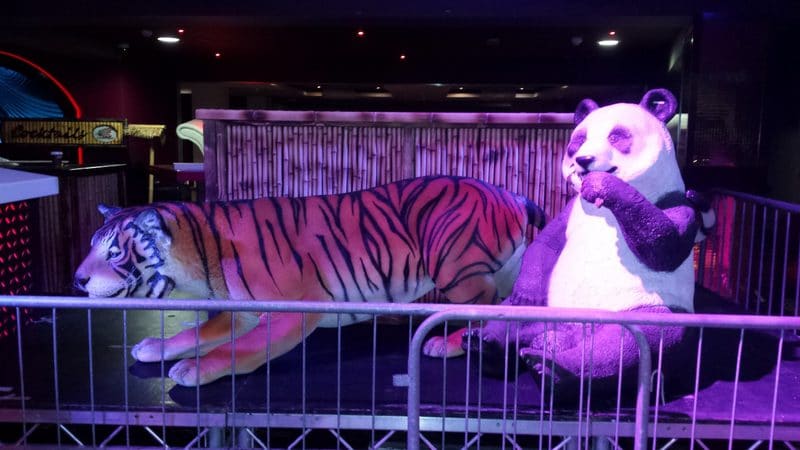 Life size Tigers