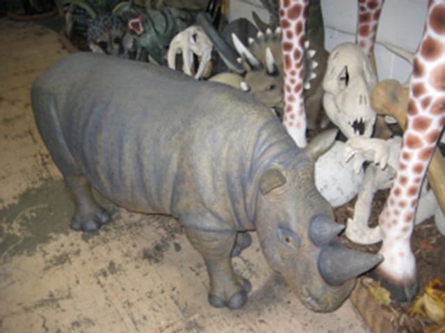 Baby Rhinos