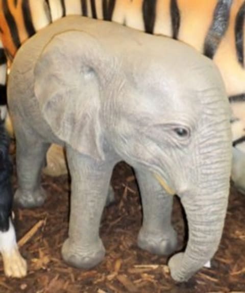 Baby Elephants