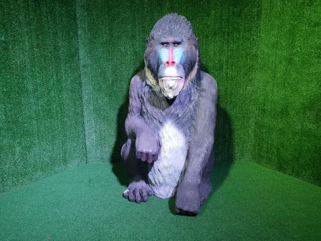 Mandrill Monkeys